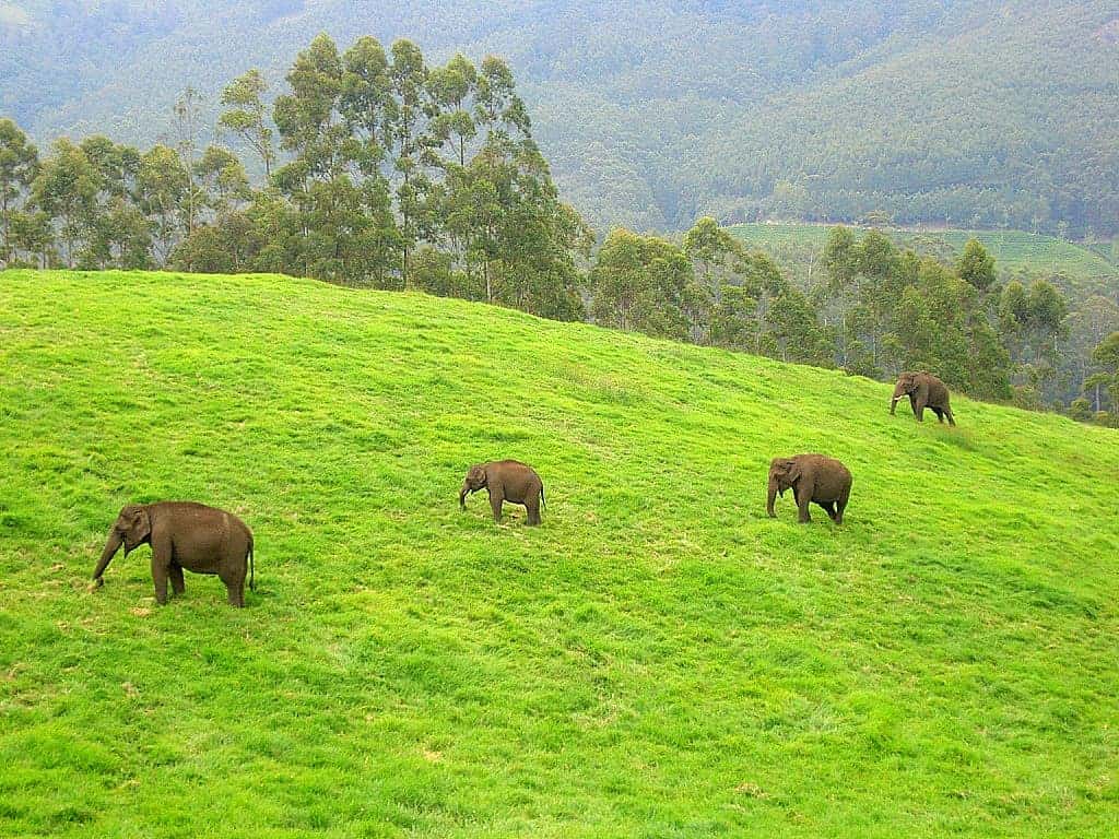 Wild elephants in Munnar.