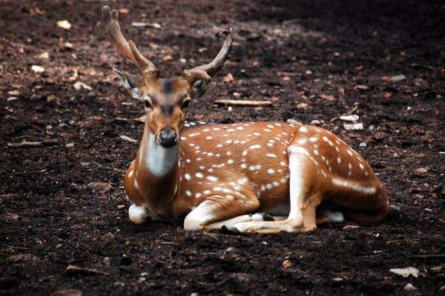 thrissur zoo