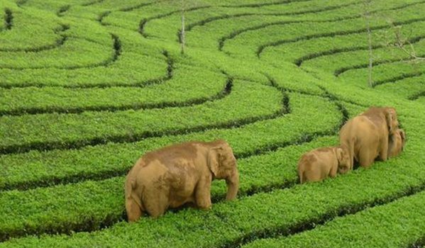 Wild Elephants grazing Tea Gardens