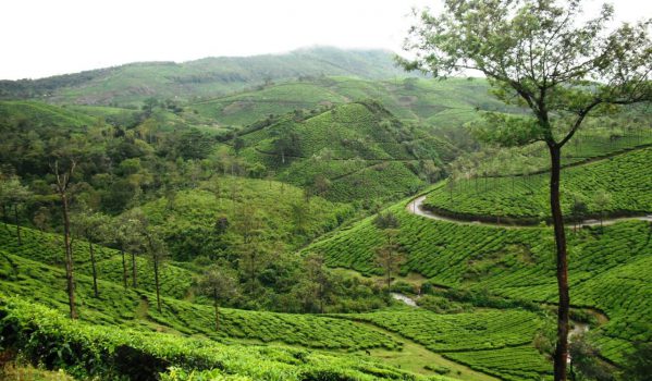 Tea plantation