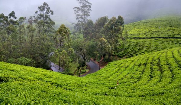 An awsom tea garden