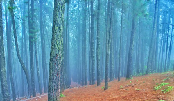 Pine tree forest