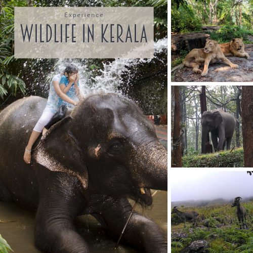 Wildlife in Kerala