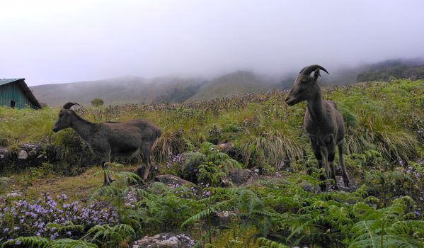 Nilgiri Thar at Eravikulam National Park