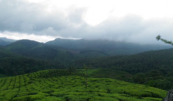 Tea Estate at Munnar