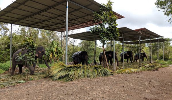 Elephant Camp