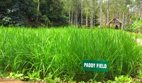 A Paddy Field