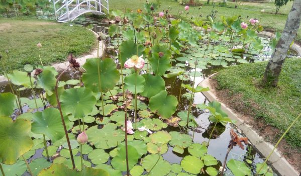 Botanikal Garden